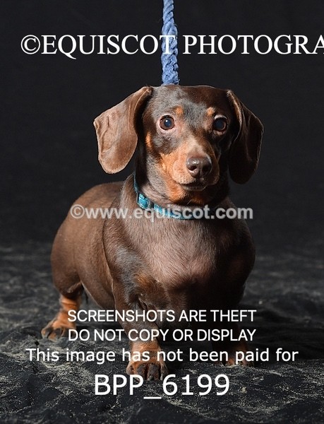 BPP_6199 - LESLEY GRANGER DOGS