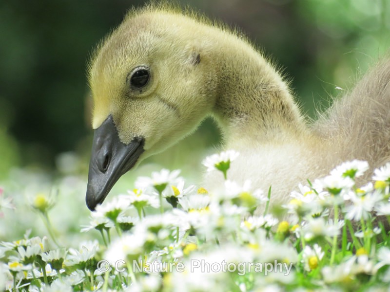 Gosling - Birds