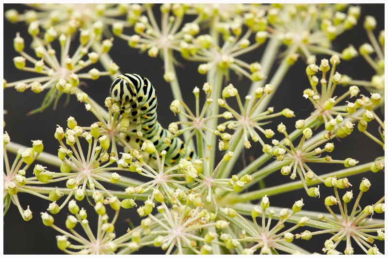 Swallowtail Caterpillar feeding on Milk Parsley - Latest Work