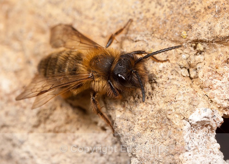 Andrena nigroaenea (m) - Andrena nigroaenea