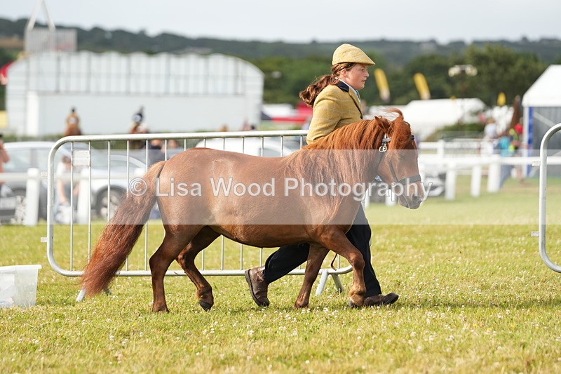 DSC04542 - Class 46: NPS Shetland Youngstock