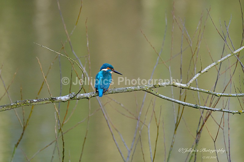  - Wildlife and Nature