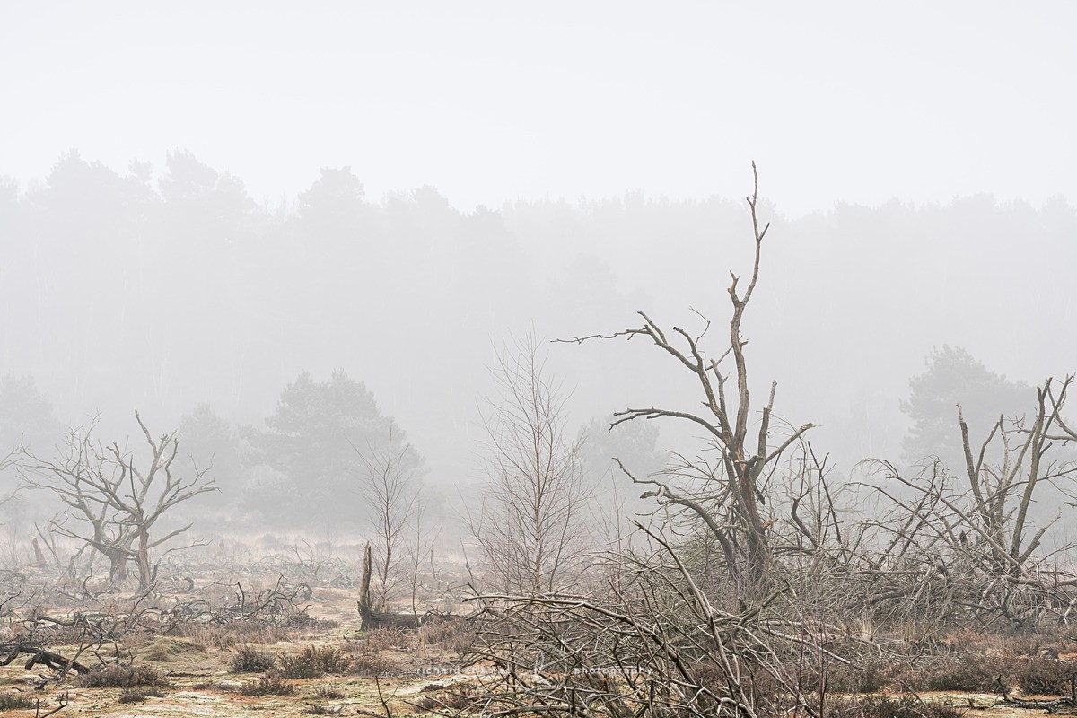  - Charred Mist