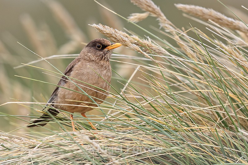 Austral Thrush in long grass, Carcass Island, Falklands - Falkland (Austral) Thrush