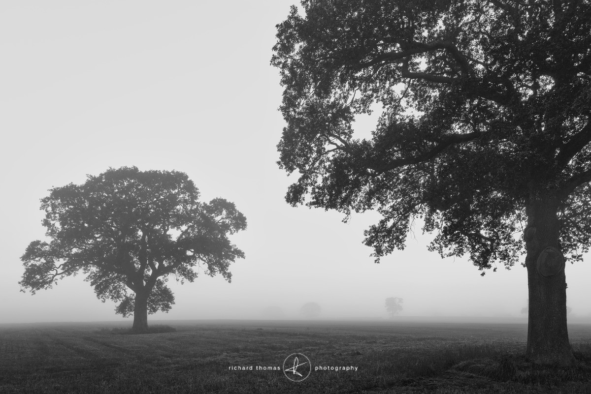 Unity of Oak - Mono Mist Trees
