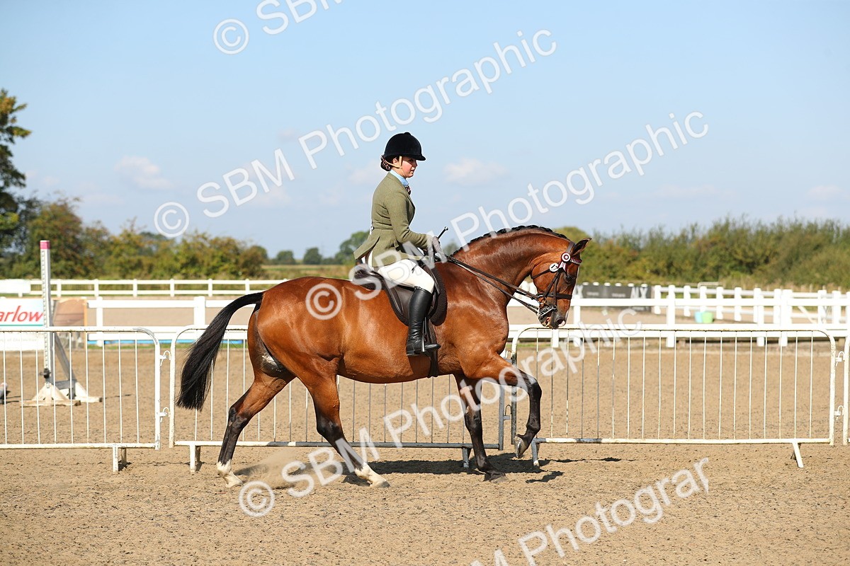 SBM_02217 - Class 43 Ridden Competition Horse/Pony