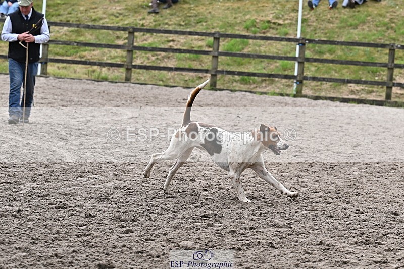 250524A-152558-12739 - East Devon Hounds