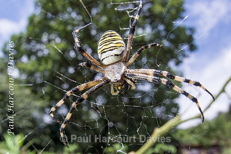  - Bugs: Spiders