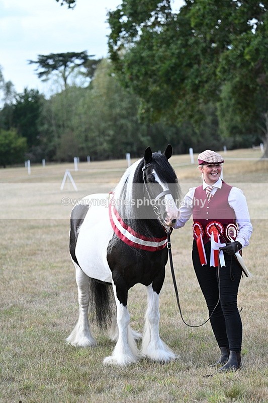 WJ7_8408 - In-hand Championship