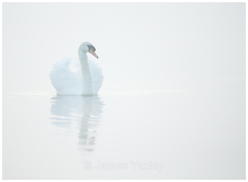 Heavenly Swan - Latest Work