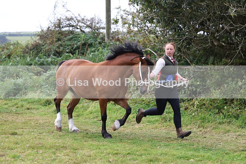 3E7A5676 - In Hand Championship