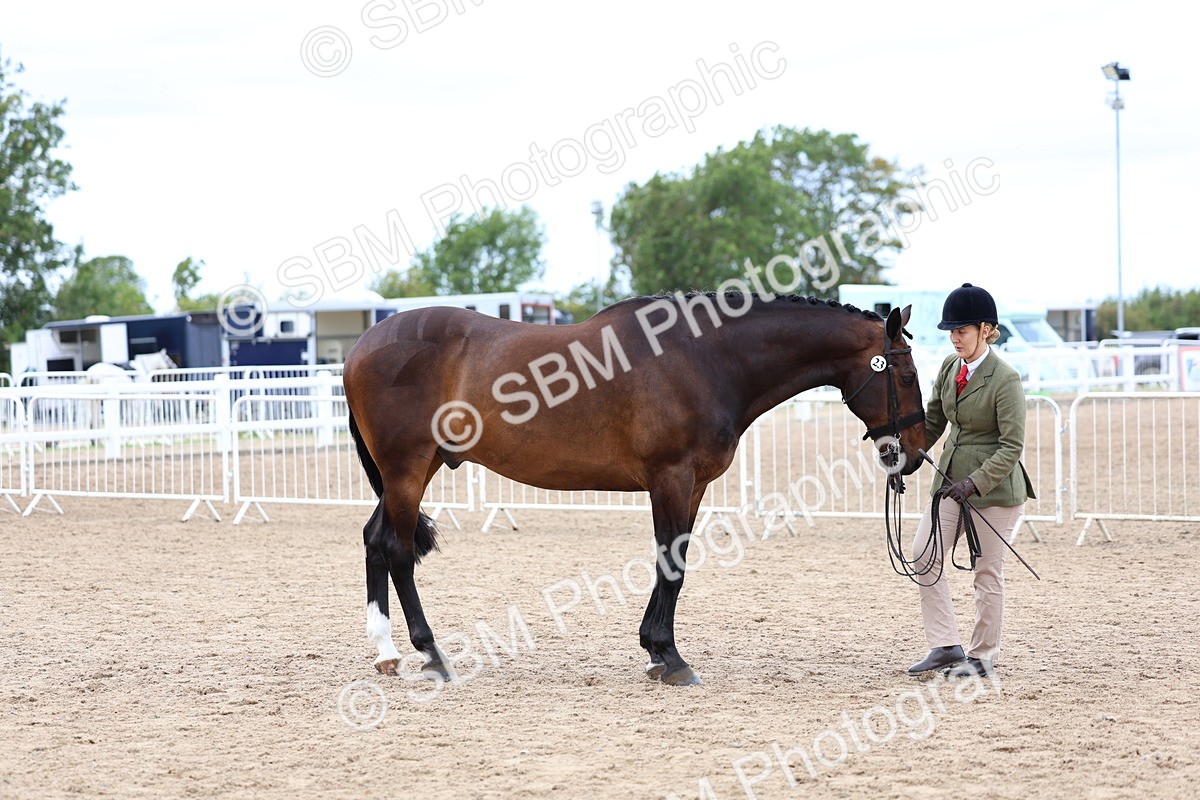 SBM_05748 - Class 28 - IH Veteran Horse