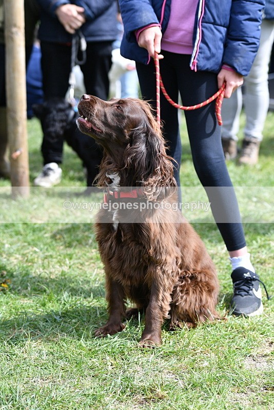 WJ5_9821 - Class 3 Most Handsome Dog