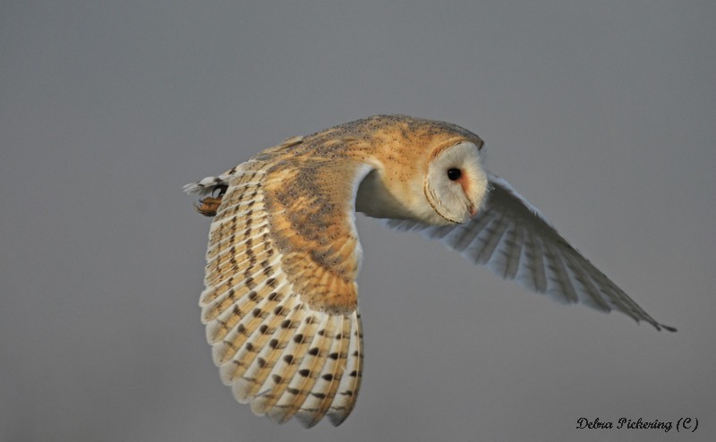 Barn owl - Owls