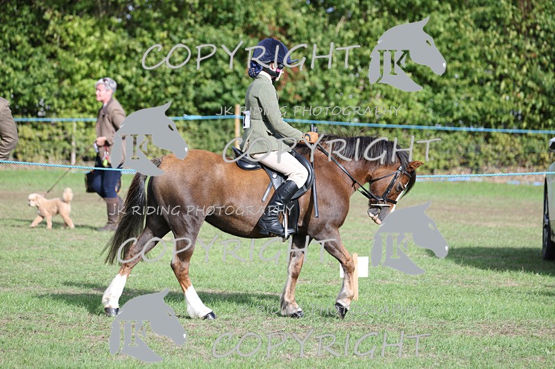 APP_4103 - Class 15a/b Pony club pony/Riding club horse