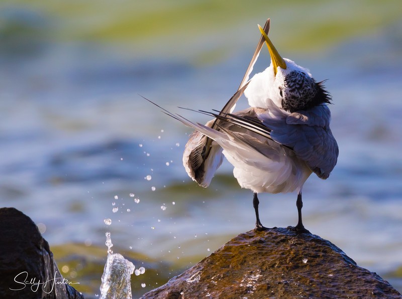 Preening Rocks 2