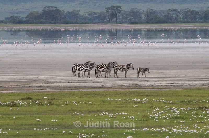 Zebra with Lesser Flamingoes - Tanzania Birds and Mammals