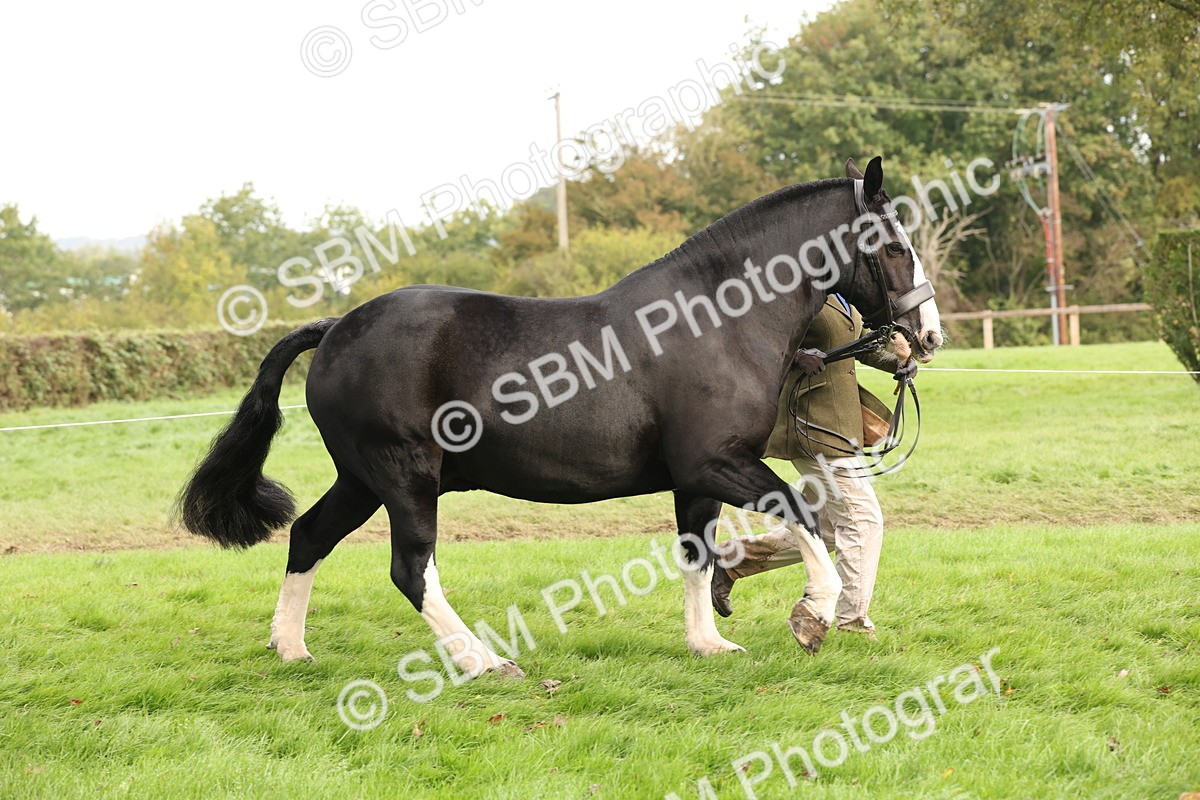 SBM_57492 - S56 - Show Cob in Hand
