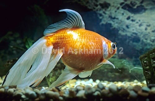 Veil tailed goldfish - Pets