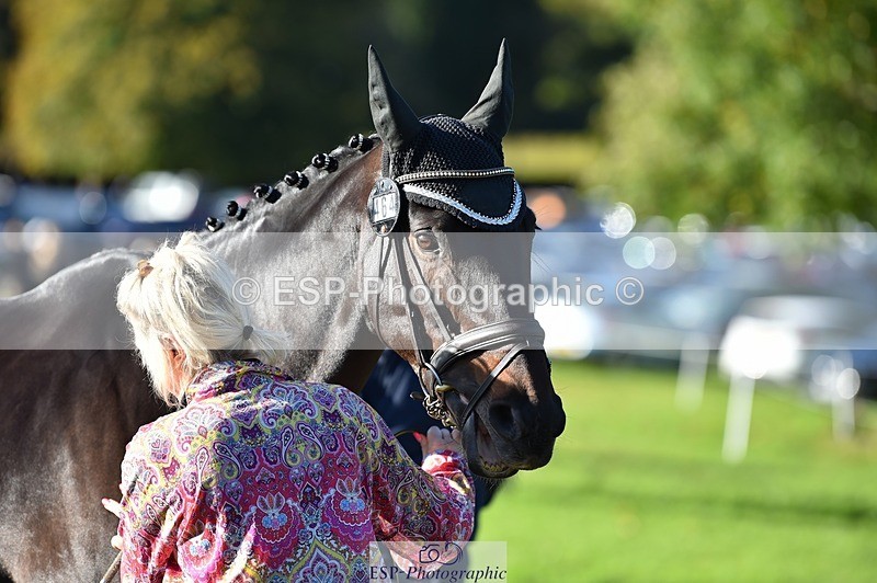 231022-104628-22729 - 464-IMPERIAL.TANGLE-Deborah.Burrell-TrotUp+SJ