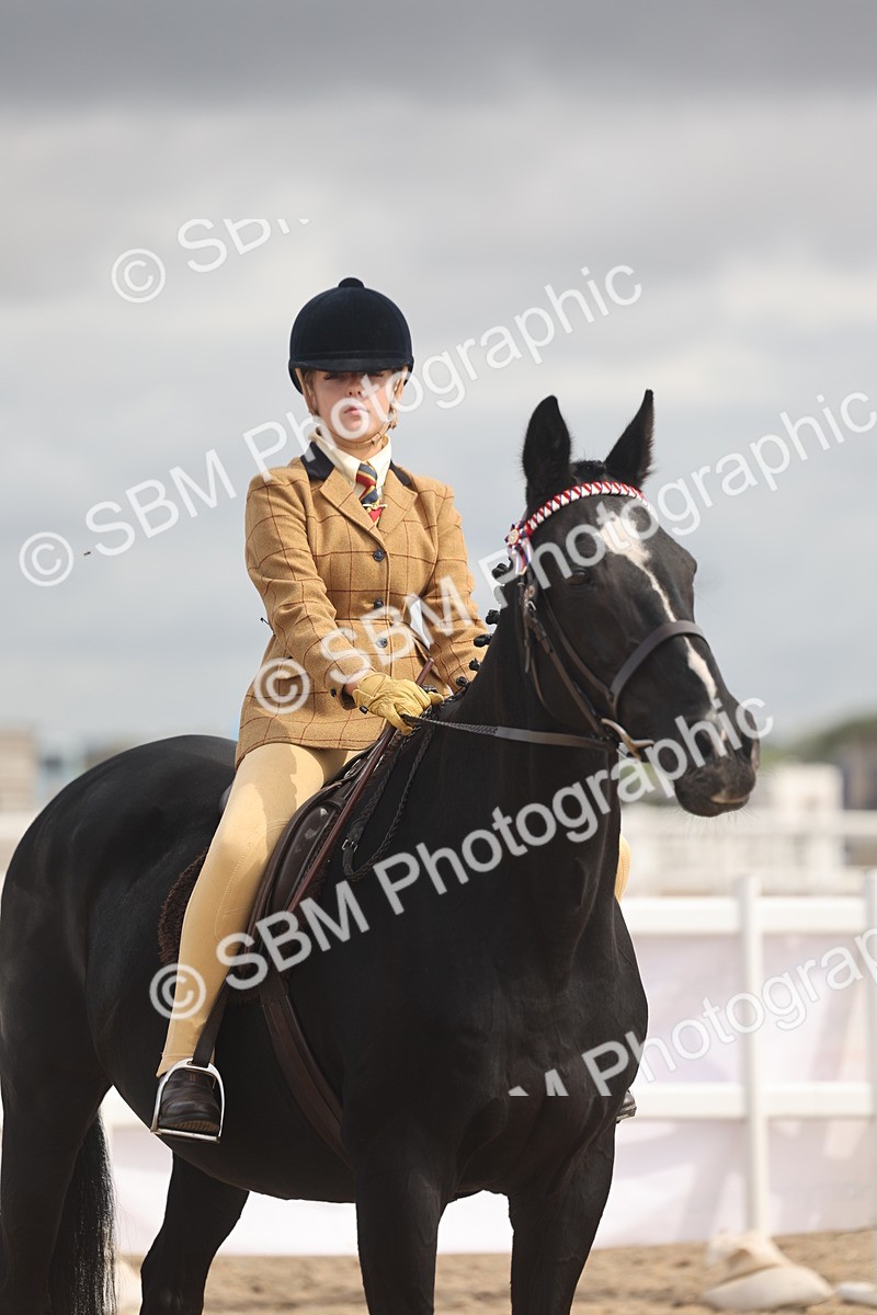 SBM_04417 - Class 18 - Handsomest Gelding (IH or Ridden)