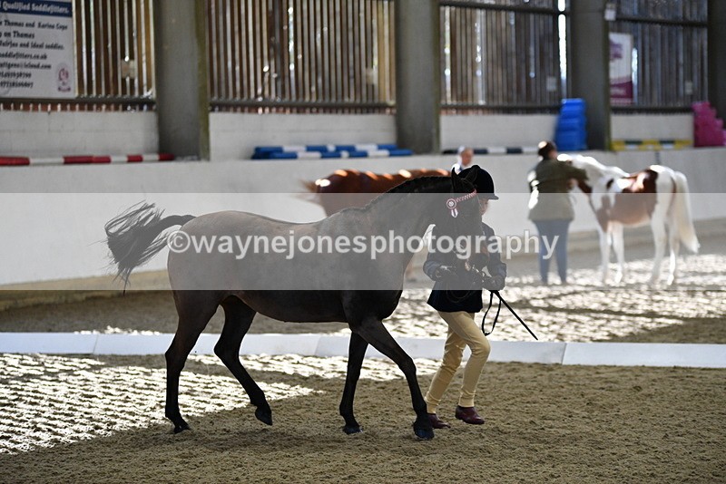 WJ5_3586 - Class 5 In Hand Veterans