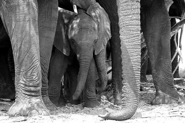  - African Journey