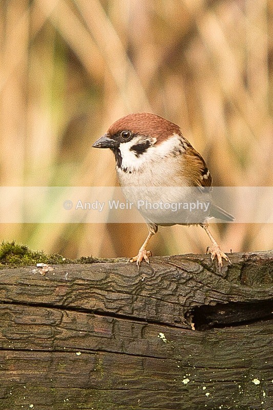 20120218-_MG_8903 - Tree Sparrow
