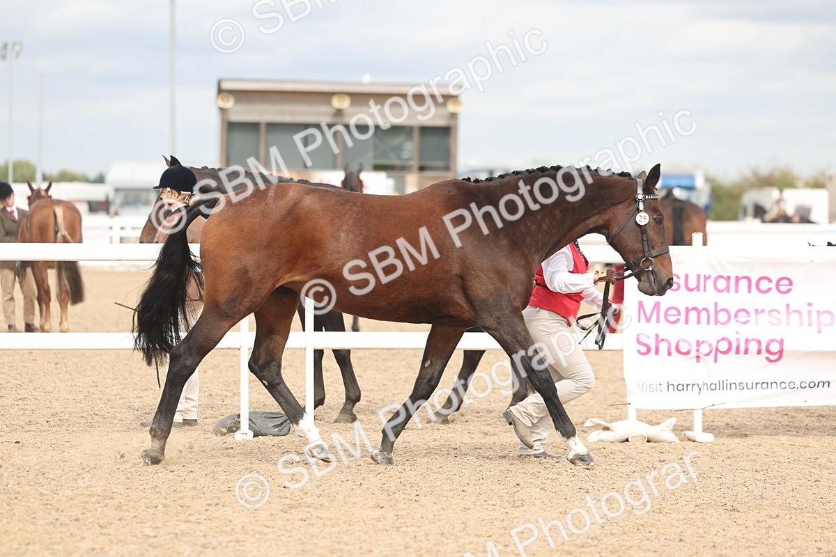 SBM_16977 - Class 312 - IH Competition Horse-Pony