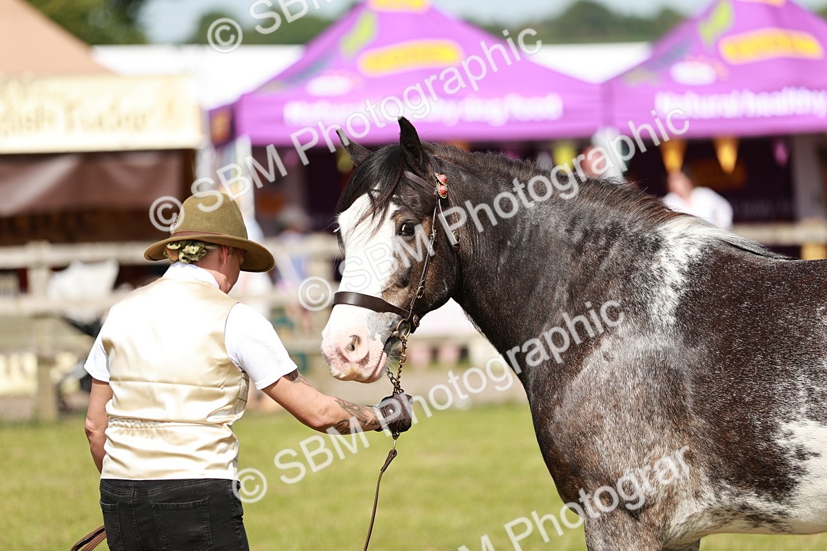 SBM_08799 - Class 63-65 - Traditional Gypsy Cobs In Hand & Ridden