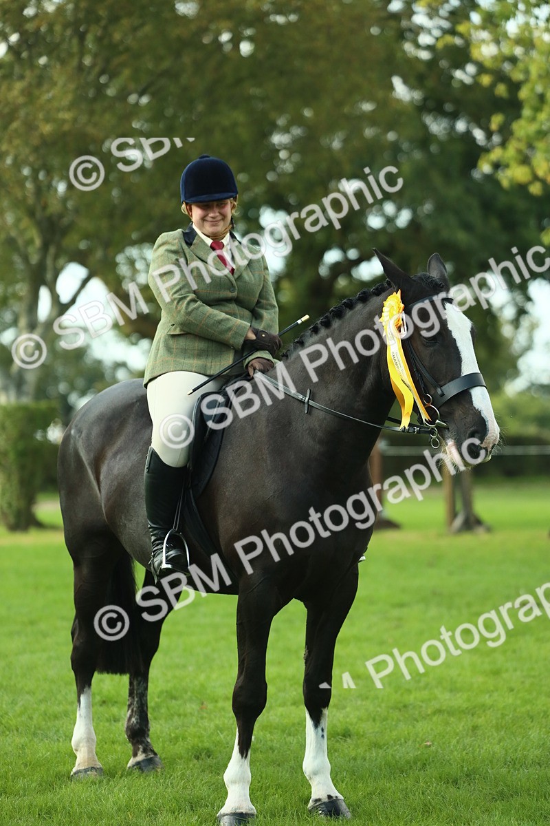 SBM_52247 - S33 - Working Hunter & Working Show Horse
