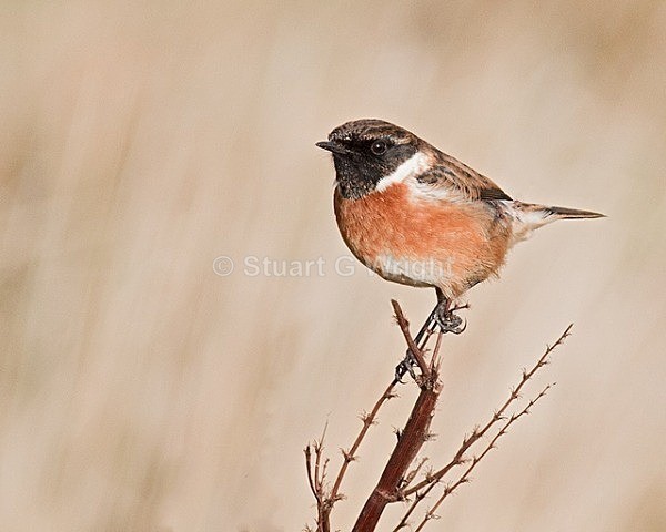 221 - Flycatchers, Redstarts & Stonechats