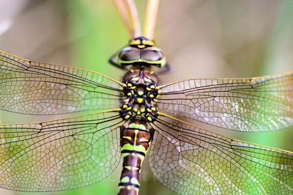 Female Common hawker - Dragonflies & Damselflies