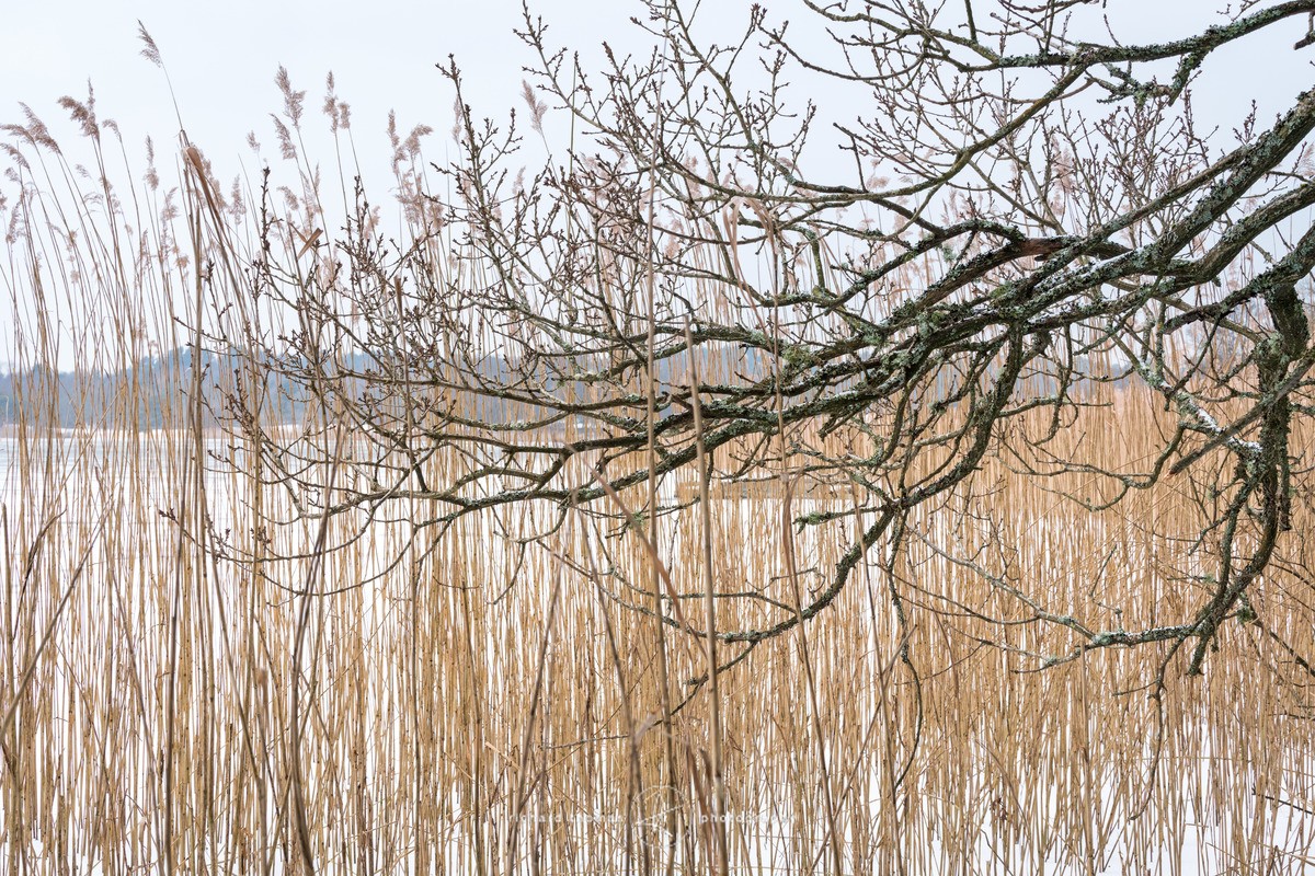 Bulrush and Branch - WINTER