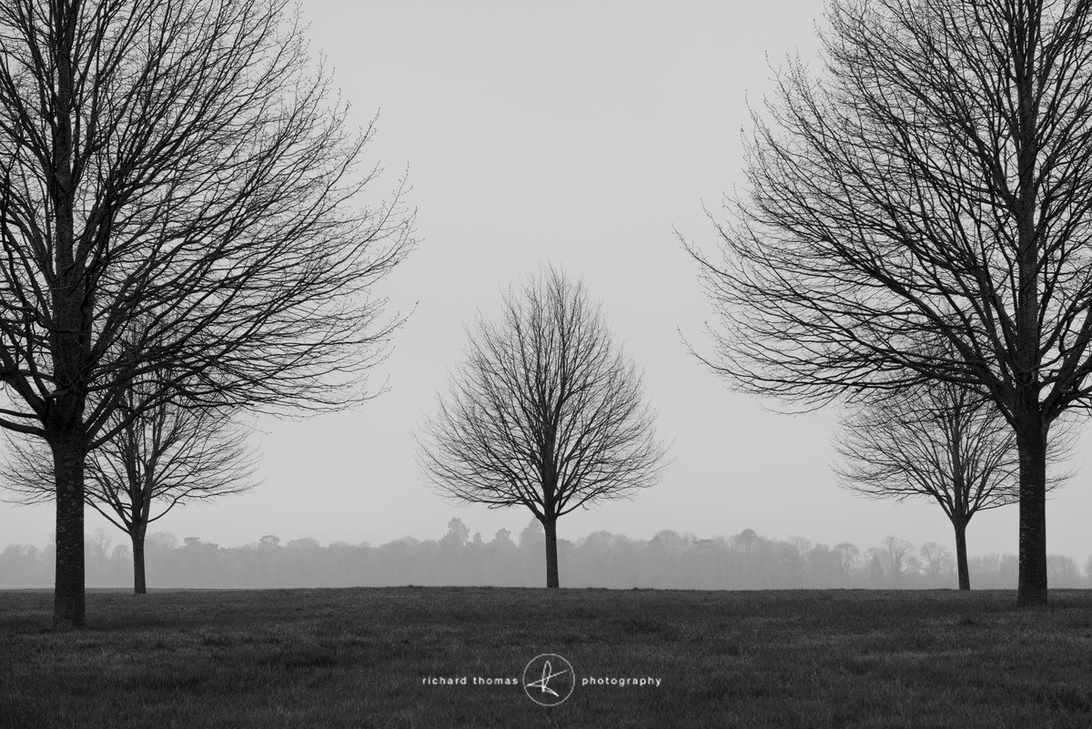 Tilia Noir Cinq - Order