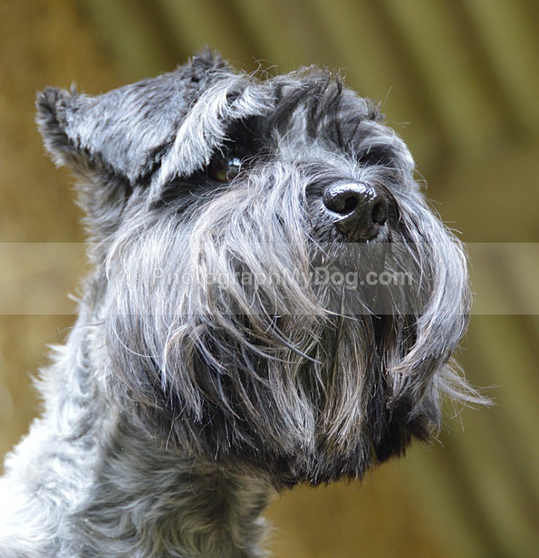  - Schnauzers