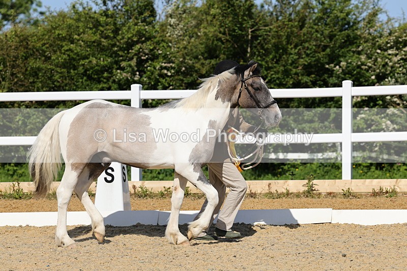 1X9A0721 - Class 3: Youngstock 1, 2, 3 year old not to exceed 153cm