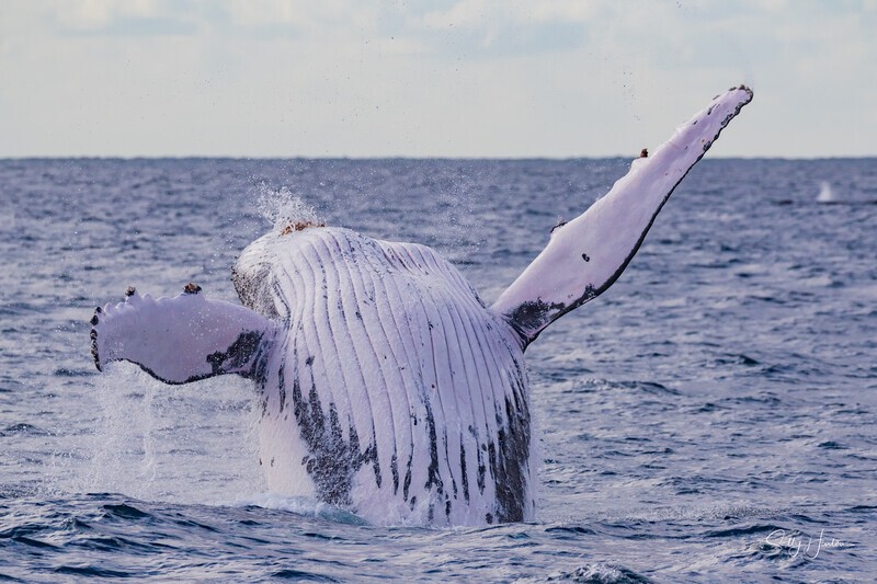 Humpback Ballet 2. 0A3A0945 - 2025 Whales