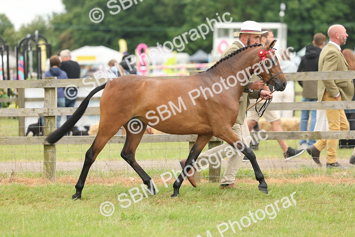 SBM_05394 - Class 68-73 - Riding Pony Breeding