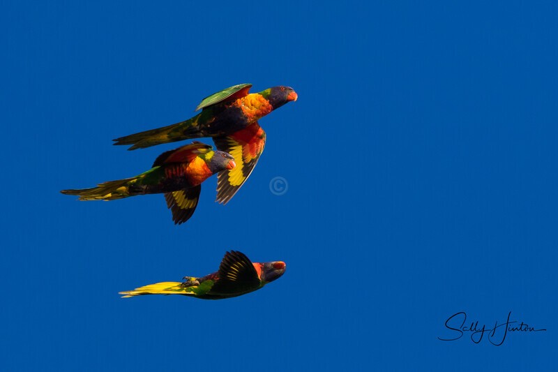 The clown 0A3A4860 - Lorikeets