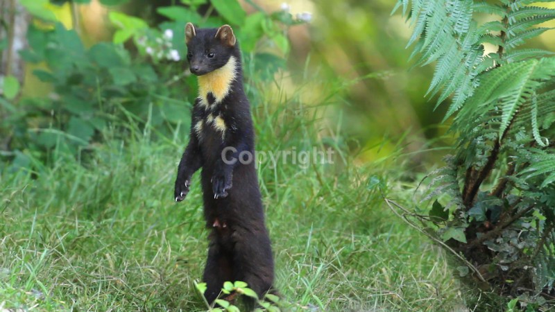 Pine Marten pictures in county louth ireland