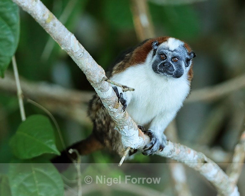 Geoffroy's Tamarin on branch, Panama - Monkey