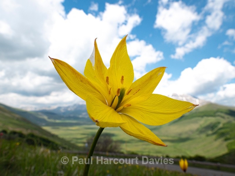 Wild Tulips (Tulipa sylvestris) growing above  the Piano Grande - Wild Flowers - 1
