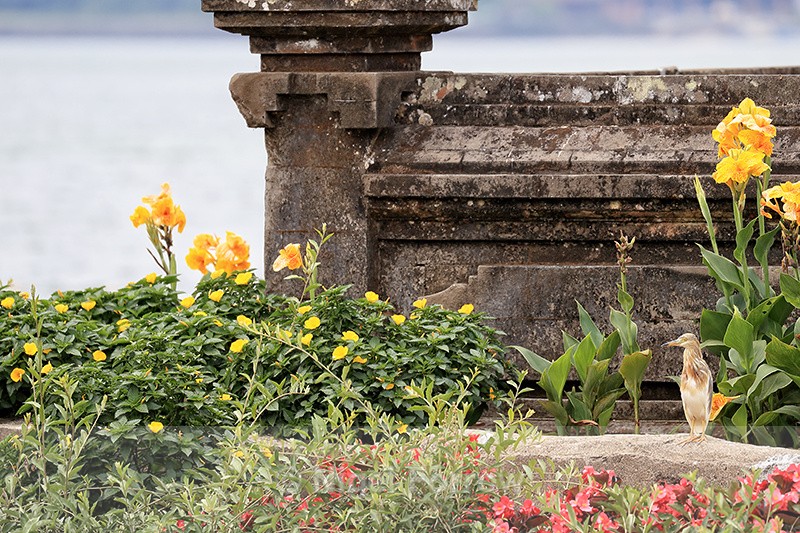 Javan Pond Heron amongst flowers at temple, Bali - Javan Pond Heron