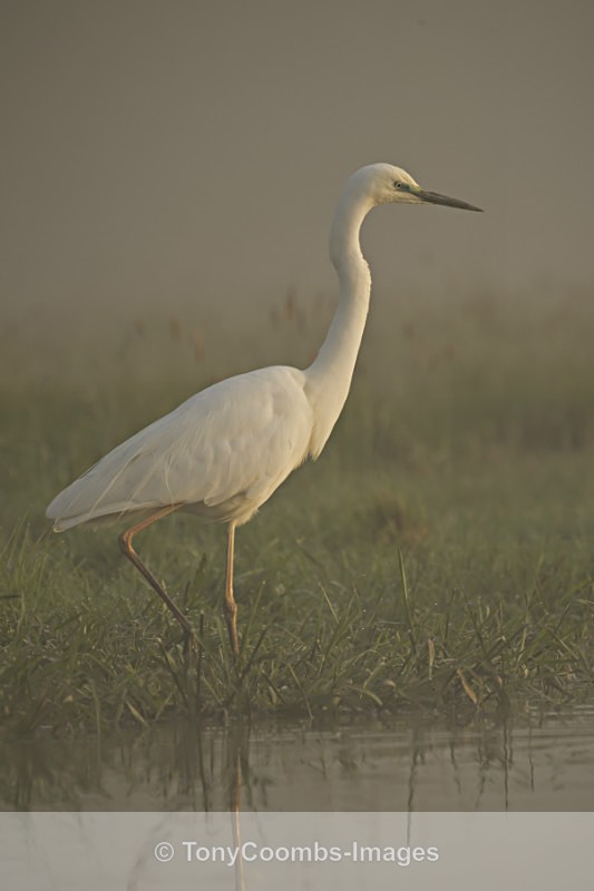 Great White Egret - Egret & Stork Hide
