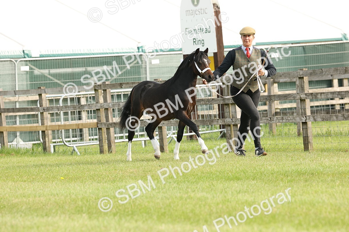 SBM_00410 - Class 6-13 - Mountatin and Moorland In Hand Welsh Breeds