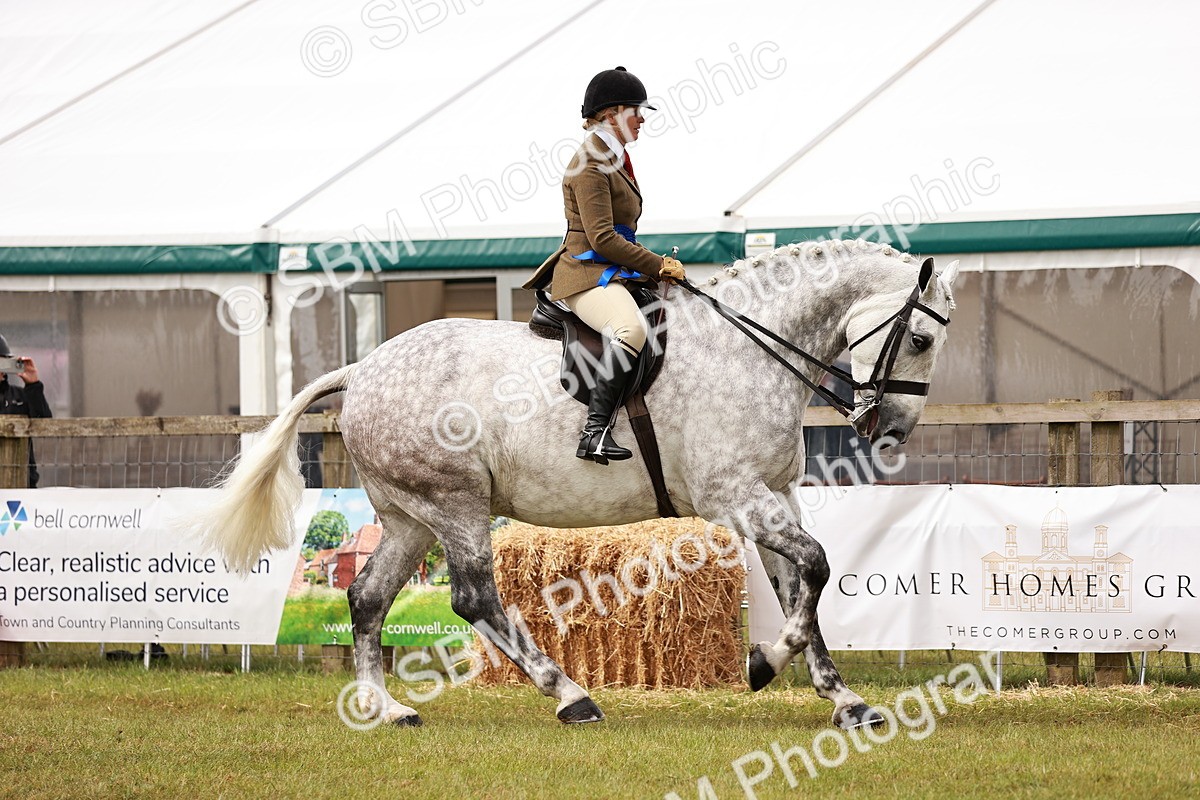 SBM_11558 - Class 81-84 - RIHS Ridden hunters Inc Ladies Hunter