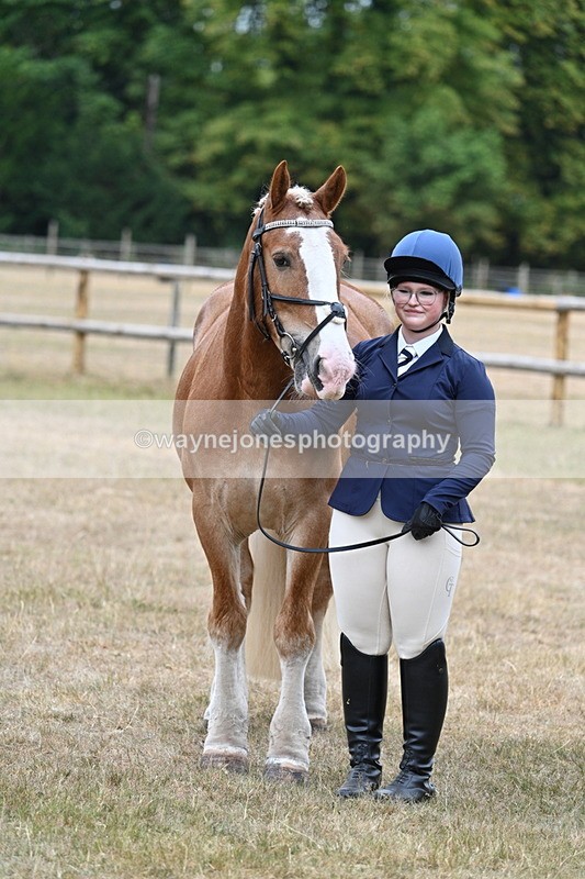 WJ7_0152 - Class 5a Most Handsome Gelding (above 14.2hh)