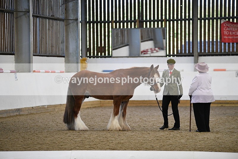 WJ5_5371 - Class 8 In hand cob