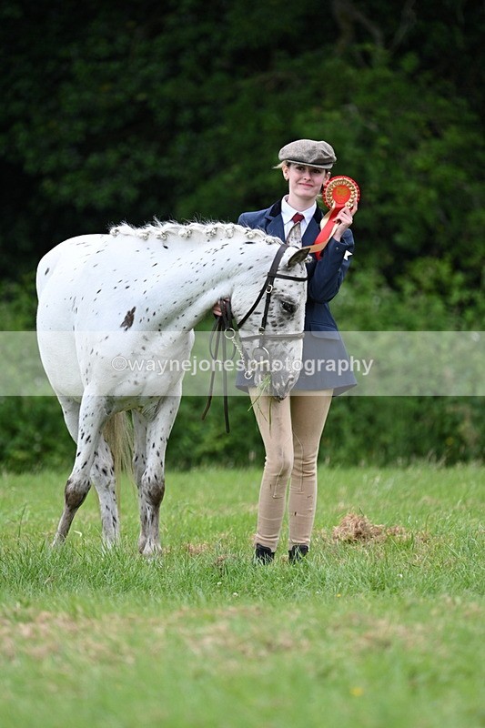 WJ7_4534 - Class 14B Prettiest Mare